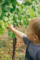 child picking white grapes