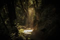 light in a dark forest