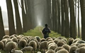 sheep following shepherd