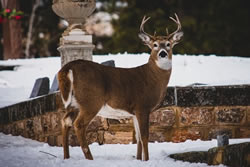 deer caught in the  light